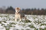 SIBERIAN HUSKY 248